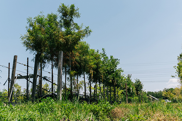 Houston Endowment Grants $8M for Tree Planting, Green Space Effort Throughout Houston